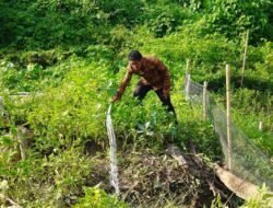DKP Sulbar Terus Bagikan Puluhan Ribu Bibit Ikan Nila Secara Gratis Untuk Masyarakat