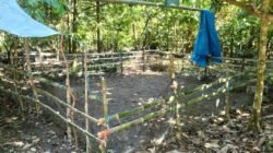 PERMATA Kecam Sabung Ayam di Talippuki Mamasa: Bukan Bagian dari Budaya Kami