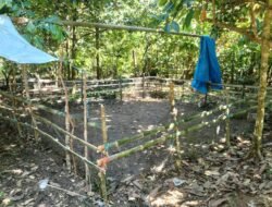 PERMATA Kecam Sabung Ayam di Talippuki Mamasa: Bukan Bagian dari Budaya Kami