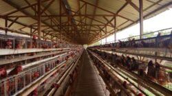 Lalat dan Bau Busuk Kepung Permukiman, Warga Ganno Minta Kandang Ayam Ditutup