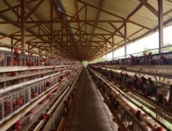 Lalat dan Bau Busuk Kepung Permukiman, Warga Ganno Minta Kandang Ayam Ditutup